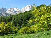 02-Maggiociondoli in piena fioritura